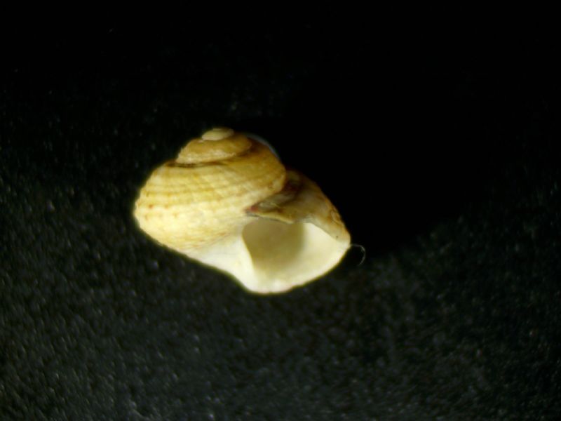 Gibbula philberti
